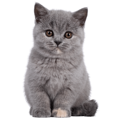 kitten